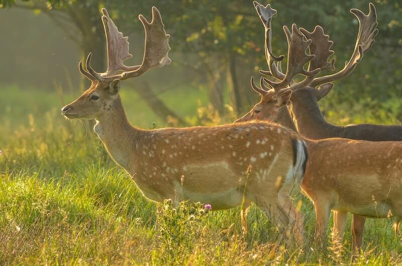 Animals-National-Park-Poland.jpeg